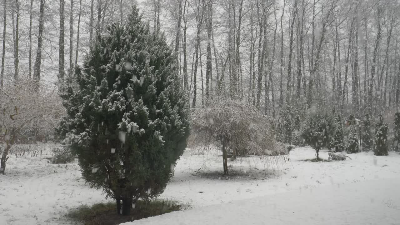 정원에 많은 눈이 내리고 있습니다.