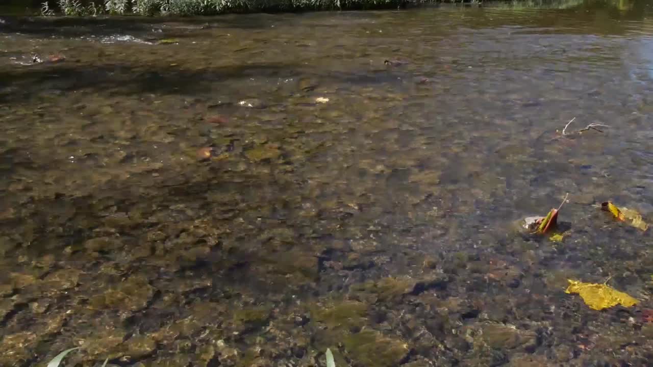 Olentangy River in Ohio