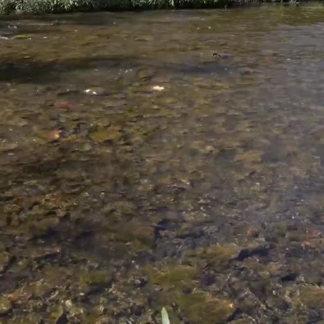 olentangy river in ohio