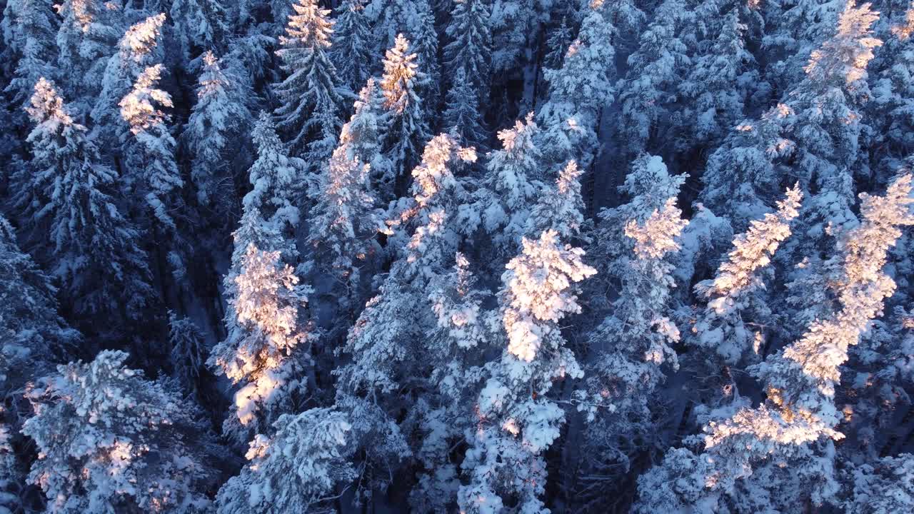 Boreale årstidsbestemte skove dækket af frost i tidligt morgenlys, luftfoto