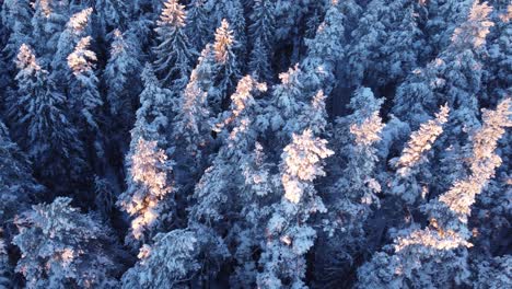 boreal seasonal forests covered with frost in early morning light aerial view