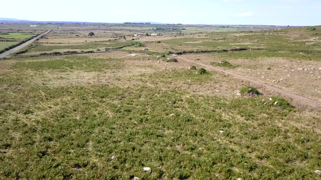 Drone shot flying towards a group of sheeps pasturing in a green mediterranean landscape, eating fresh grass at the end of summer. the shot is tilting over the sheeps at the end of the shot