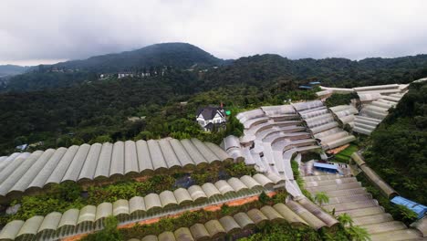 Aerial-drone-rotating-shot-over-strawberry-plantation-along