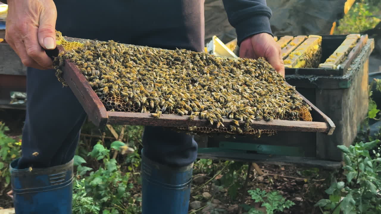 A beekeeper holds a wooden hive frame swarming with bees in Mộc Châu, Vietnam. Ideal for agriculture, sustainability, beekeeping, or rural life footage.