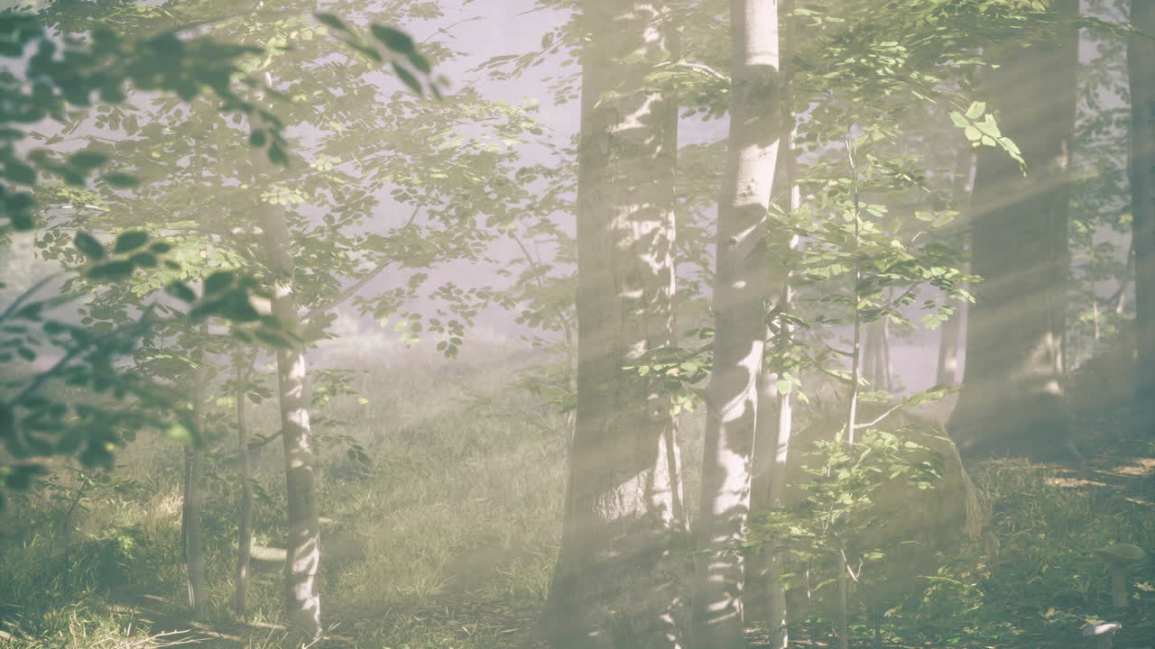 Sunlight filters through a tranquil forest revealing natures serene beauty