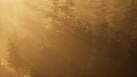 aerial sunrays in forest with fog