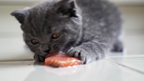 a playful gray kitten enjoys savoring a delicate slice of fresh salmon, captured in an adorable moment of feline curiosity and delight