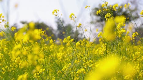 the mature mustard crop in the farm, a bug sat on the flower of the mustard