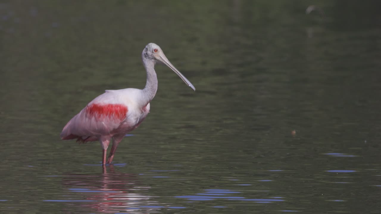 Roseate Spoonbill takeoff from shallow water in Florida wetland