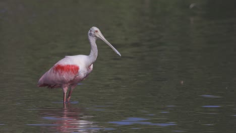 roseate spoonbill despegue desde aguas poco profundas en el humedal de florida