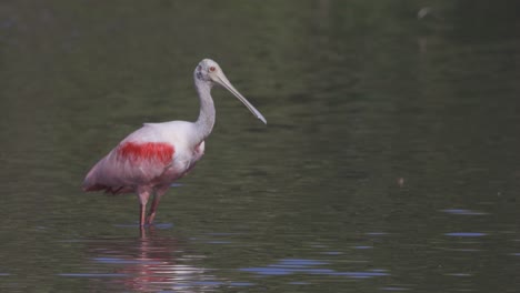 roseate spoonbill takeoff from shallow water in florida wetland