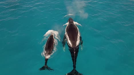 Migración-De-Ballenas-Jorobadas-En-Cálidas-Aguas-Tropicales-Turquesas-De-Hawai