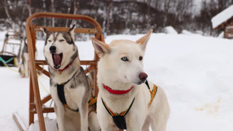 two husky sled dogs sitting next to a dog sled getting ready to run