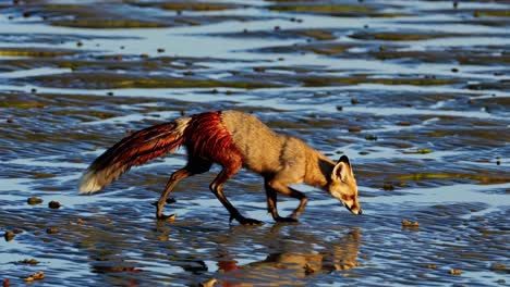fox searching for food in shallow water