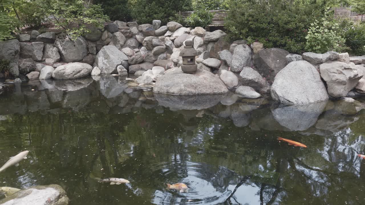 A serene koi pond in a Japanese garden
