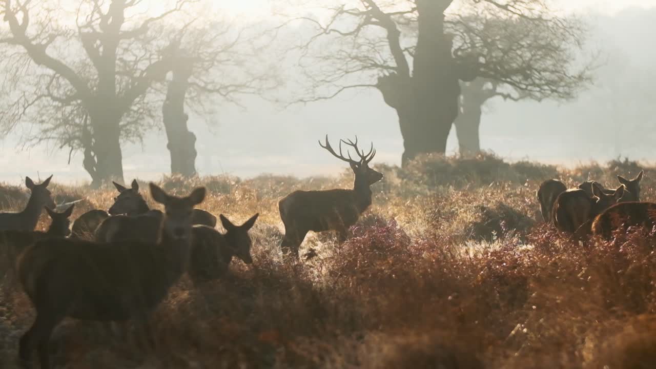 Impressive stag red deer standing in middle of Herd at sunrise slow motion