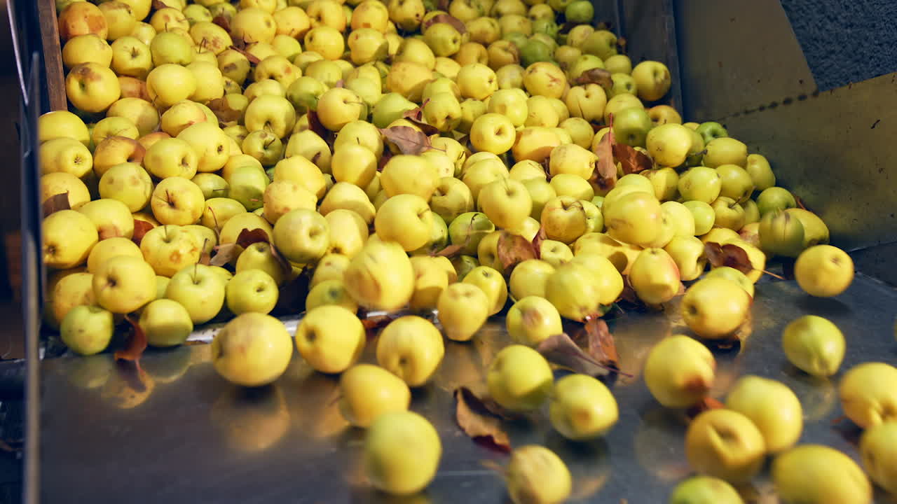 Yellow ripe apples uploaded from a box. Unwashed fruit together with dry leaves being prepared for processing.