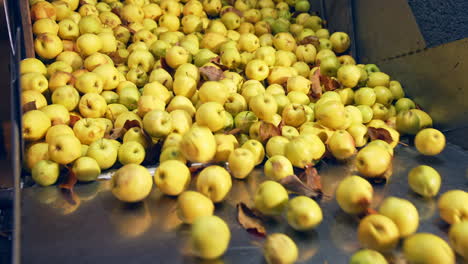 yellow ripe apples uploaded from a box. unwashed fruit together with dry leaves being prepared for processing.