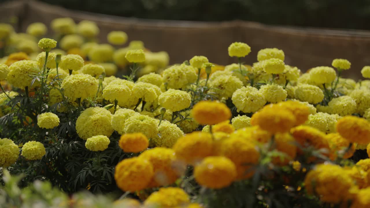 Le calendule stanno sbocciando in giardino