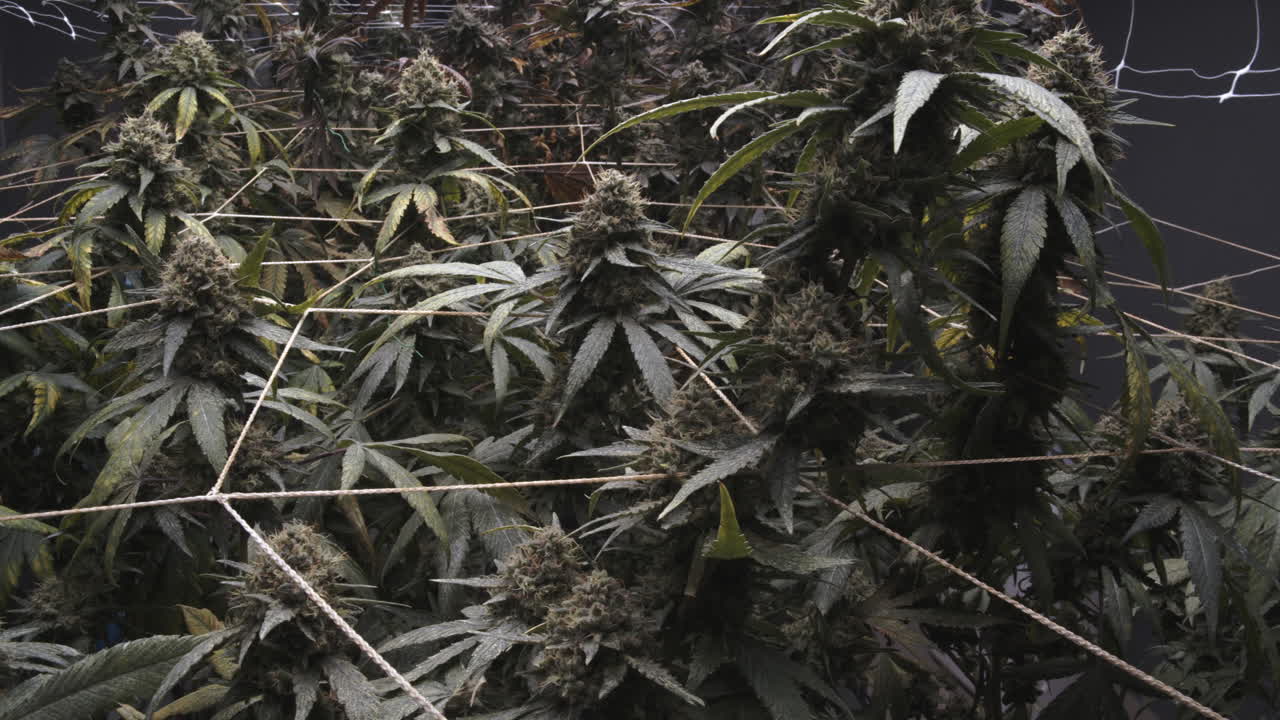 Imágenes de alta calidad de un área de cultivo de cannabis con flores completamente maduras. La vista detallada resalta los cogollos grandes y ricos en resina, mostrando la etapa final de crecimiento antes de la cosecha.