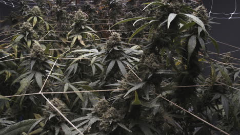 high-quality footage of a cannabis growing area with fully matured flowers. the detailed view highlights the large, resin-rich buds, showcasing the final growth stage before harvest.