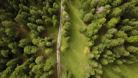 top shot of a natural path next to a fir trees forest