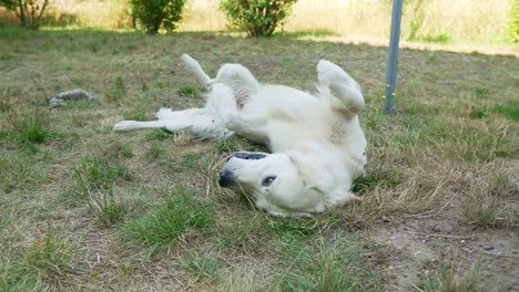 white dog rolling on its back in the grass