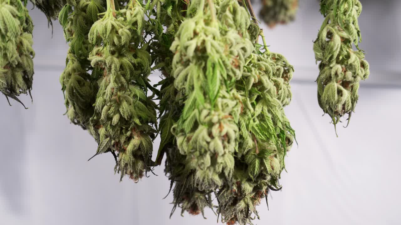 성장 텐트에서 건조 대마초 식물의 돌리 샷