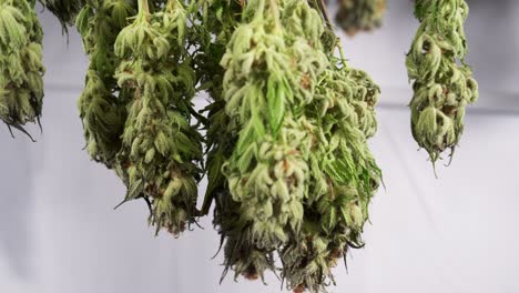 tiro de carro de secado de plantas de cannabis en una tienda de cultivo