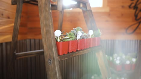 potted succulent plants on display  with lens flare