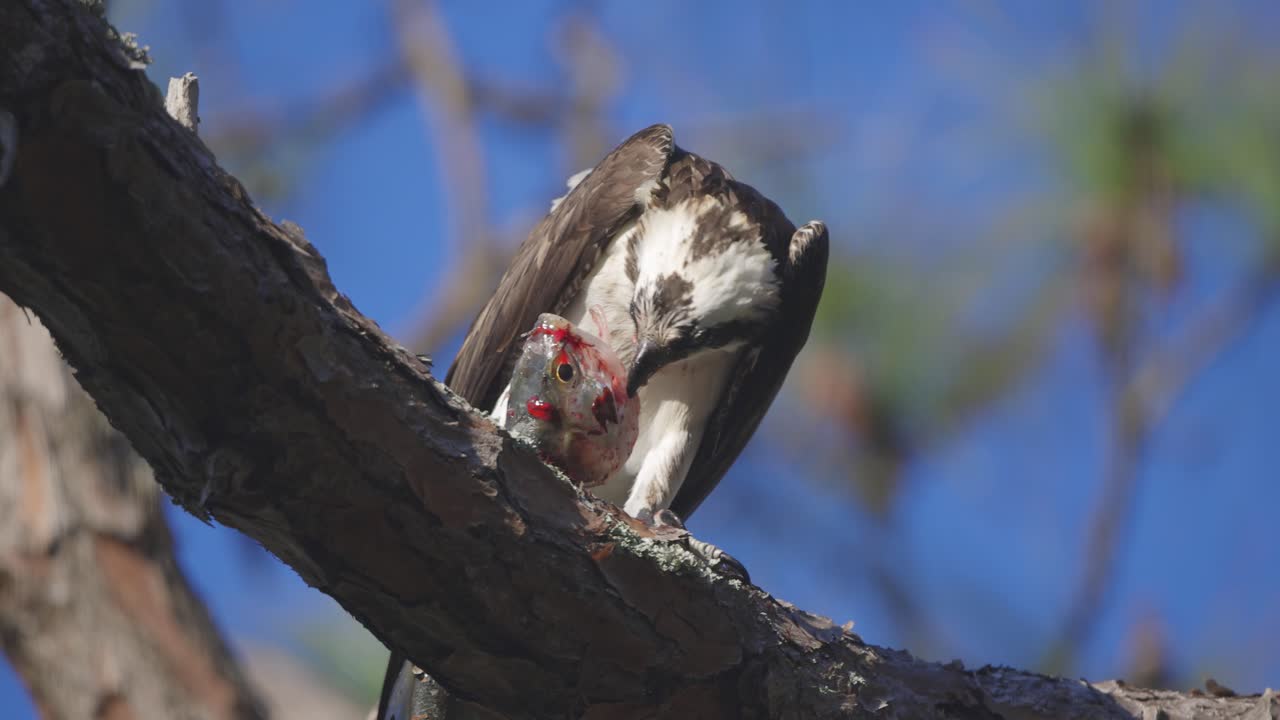 águila marina arrancando el tejido de los peces en la rama del árbol disparo medio bajo