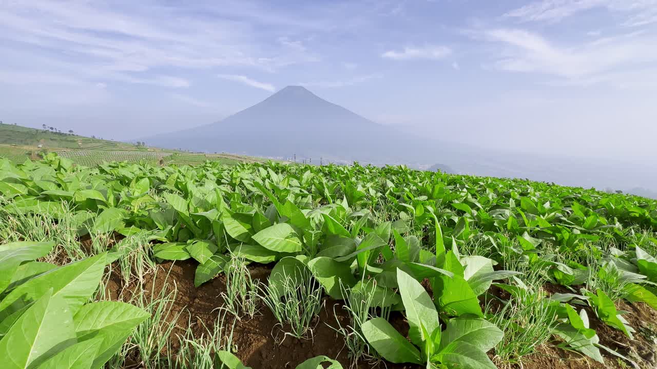campos de tabaco con montañas en el fondo