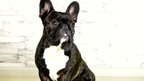 animal dog french bulldog sitting licks its muzzle