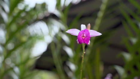 close up shot of waving pink blooming orchid flower in wilderness of ecuador