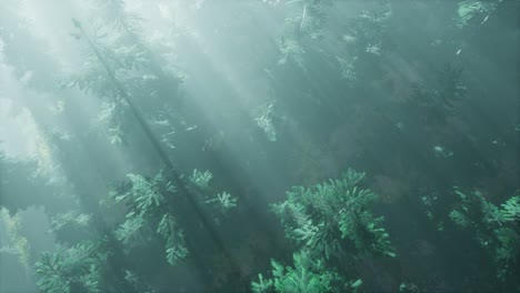 aerial sunrays in forest with fog