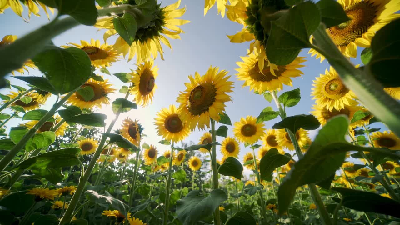 Câmera subindo revelando um aglomerado de girassóis com a luz do sol iluminando as pétalas por trás, destacando a agricultura.