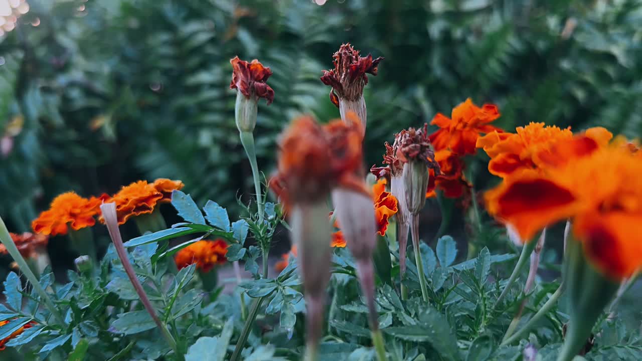 flores de caléndula en un jardín de naranjas