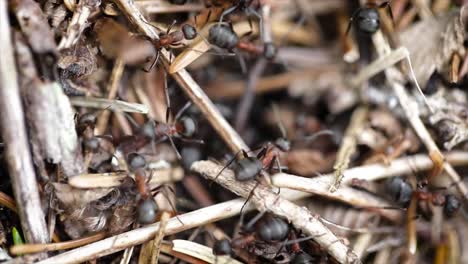 Wilder-Ameisenhaufen-Im-Wald,-Nahaufnahme