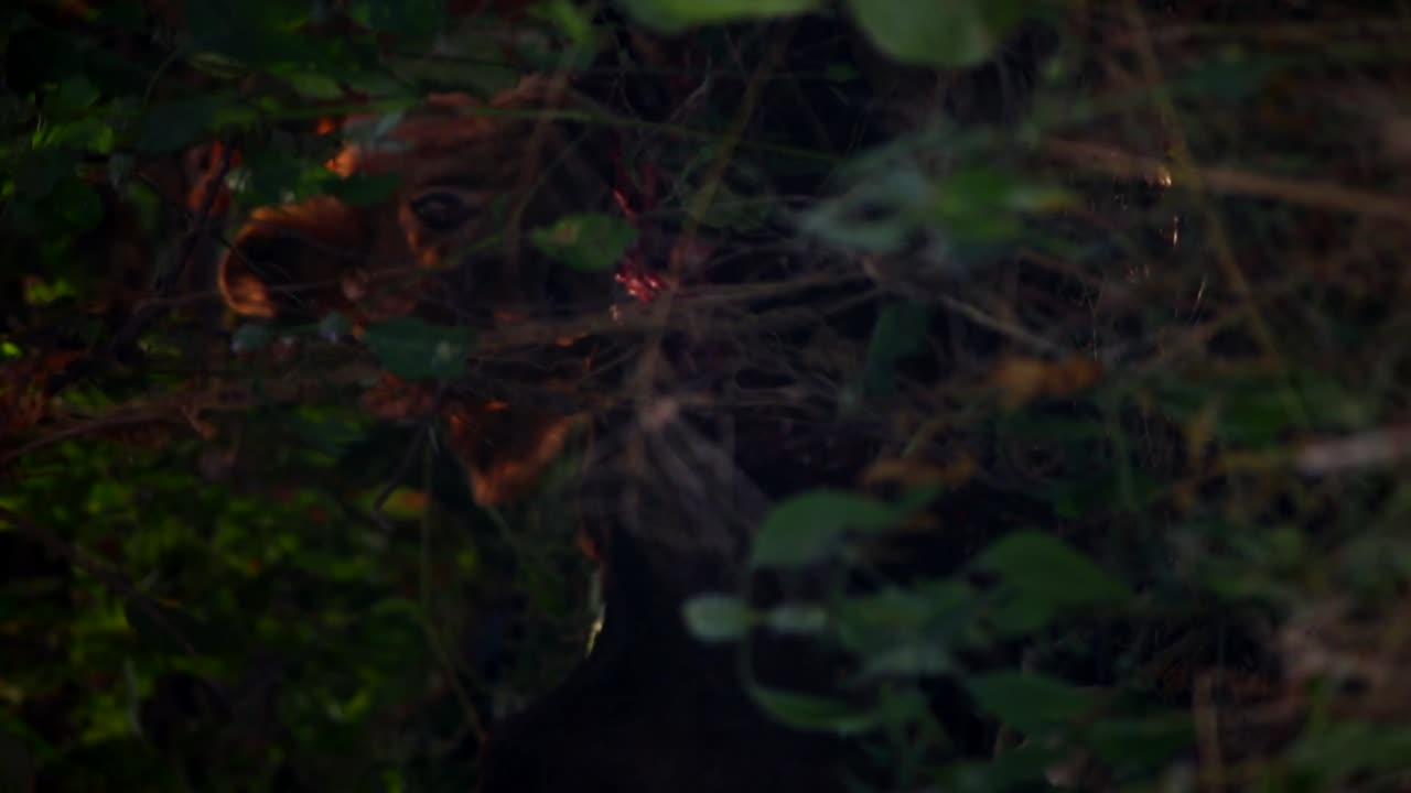 덤불 사이에서 어미와 함께 먹이를 음미하는 새끼 사자의 화려한 클로즈업