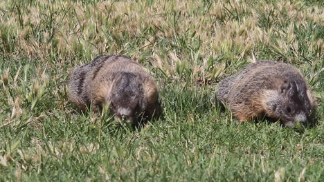 two cute, fat, hungry marmots eat green grass in meadow on sunny day