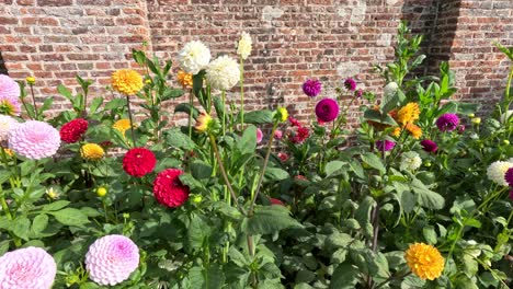 Vibrant dahlia flowers in yellow, pink, red, and white bloom against a brick wall as the camera smoothly pans across a sunlit garden