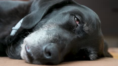 A-close-up-view-of-a-sleepy-senior-black-dog-looking-at-the-camera-as-it-lies-on-a-home-floor