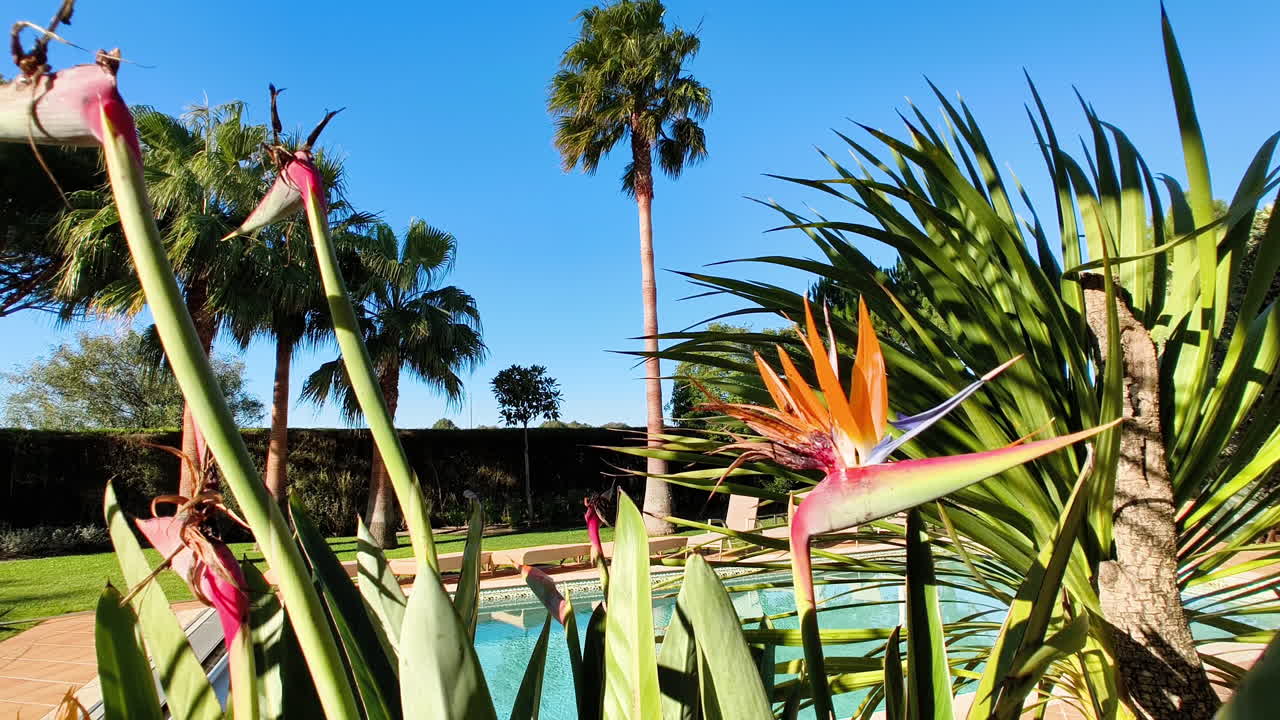 A vibrant bird of paradise plant in a sun-drenched backyard oasis The pool deck with several lounge chairs on the back, surrounded by lush green grass, palm trees, and pine trees.