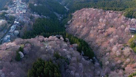 cherry blossoms bloom over yoshino mountain, spring in nara aerial