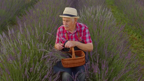 senior farmer grandfather man in organic blooming field of purple lavender flowers, harvesting