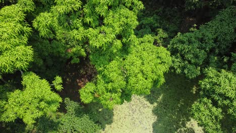 Luft--Oder-Draufsicht-Auf-Tiefgrünen-Wald-Oder-Dschungel