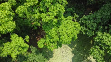 aerial or top view of deep green forest or jungle