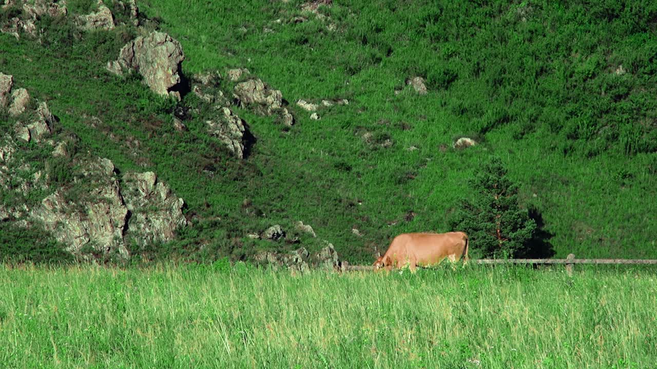 필드에서 방목하는 소