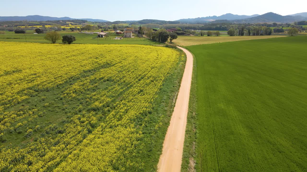 imágenes aéreas con drone de un campo de colza en llagostera gerona costa brava españa tomas cenital movimientos fluidos cultivos europeos paseos en bicicleta campo de colza