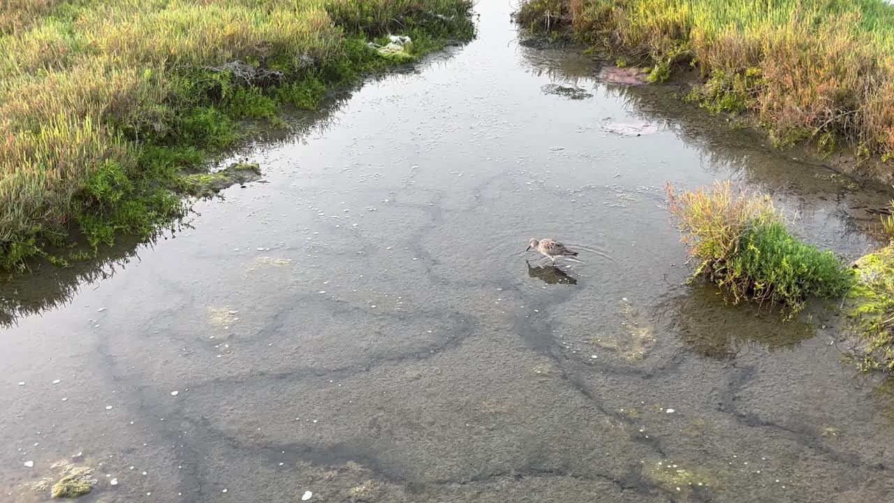 sandpipper buscando comida en aguas poco profundas al atardecer